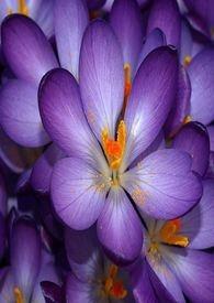 人为什么做春梦