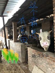 这个霸总我宠了txt