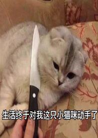 旧爱新欢什么意思