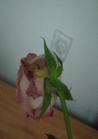 渣女的惩罚 np