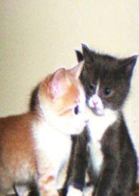 京都千娇万宠的娇小姐